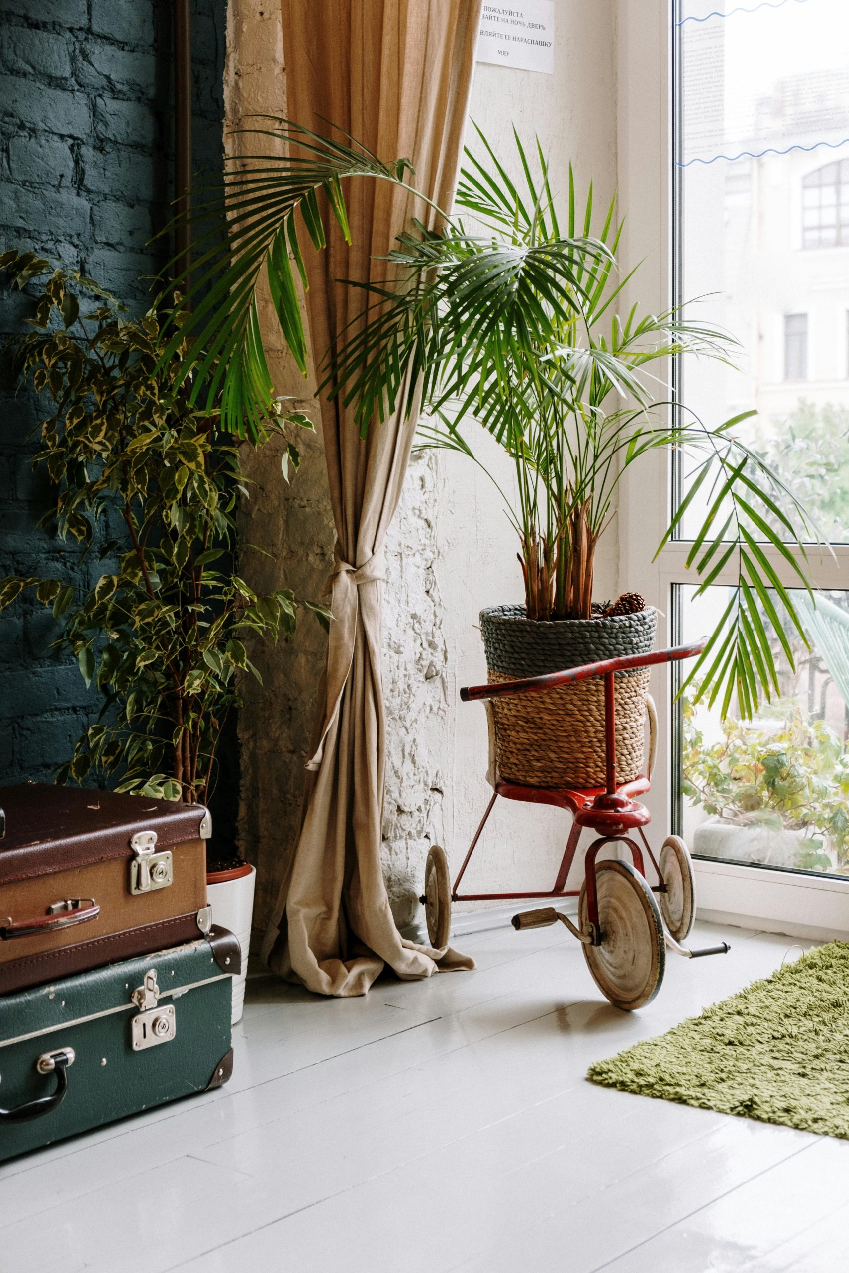 Transform your home into a sanctuary with indoor plants
