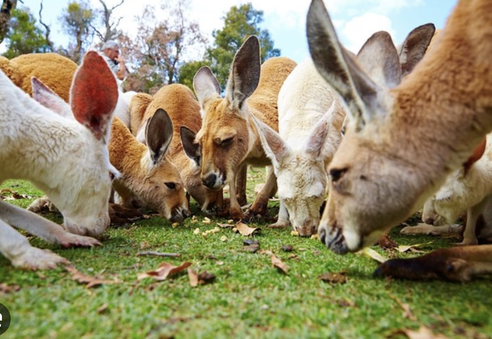 Kangaroos at Caversham Wildlife Park 