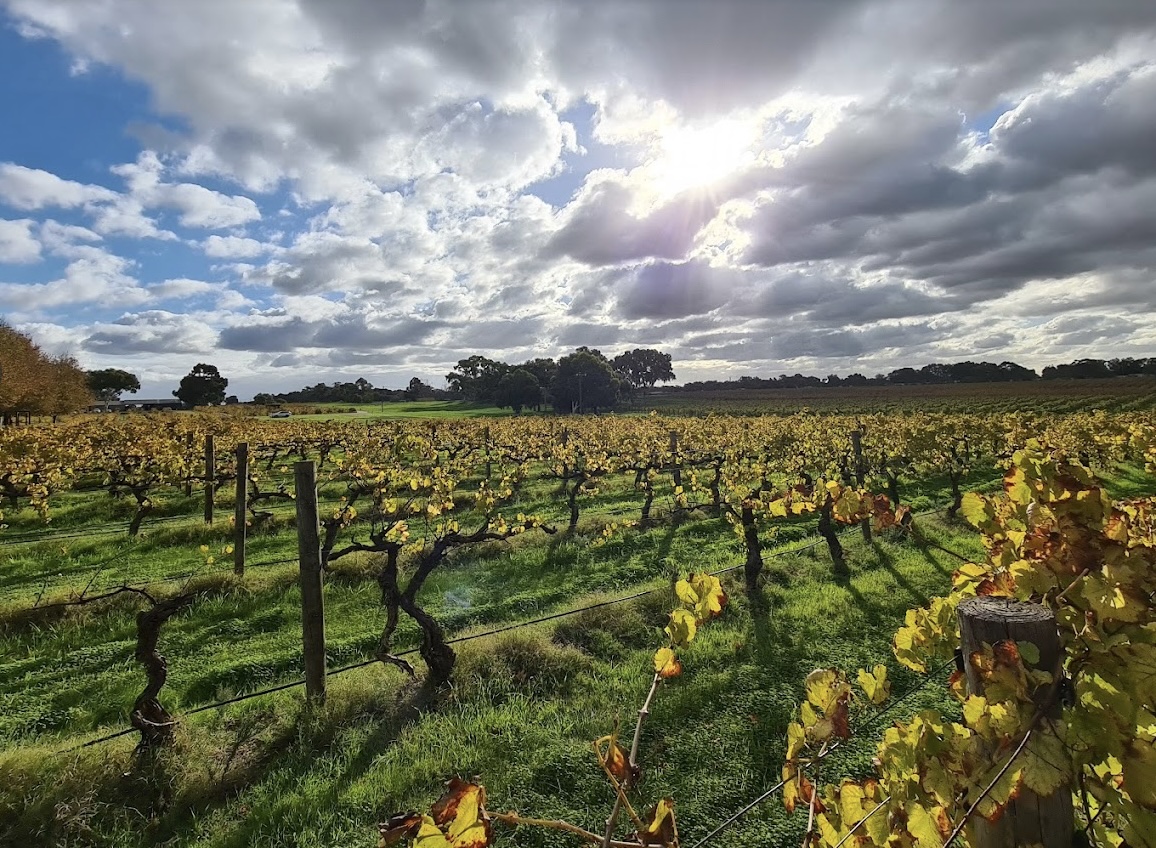 Swan Valley winery vineyard